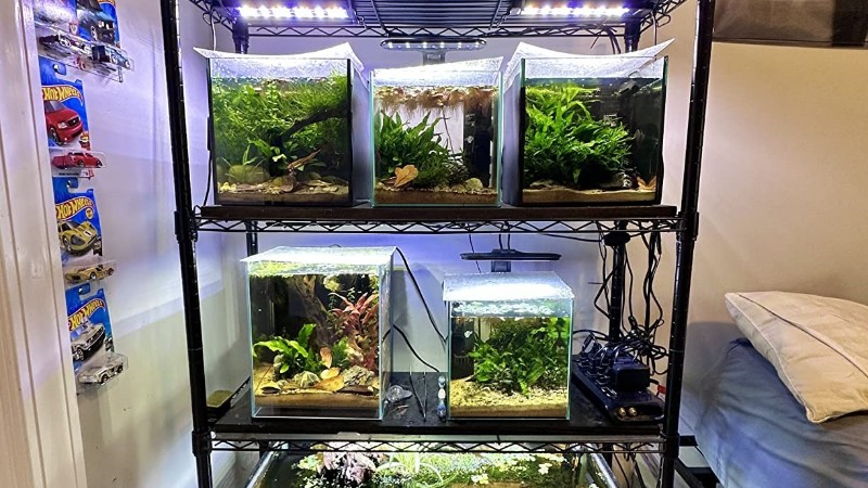 一木一草一世界，你的微觀小森林