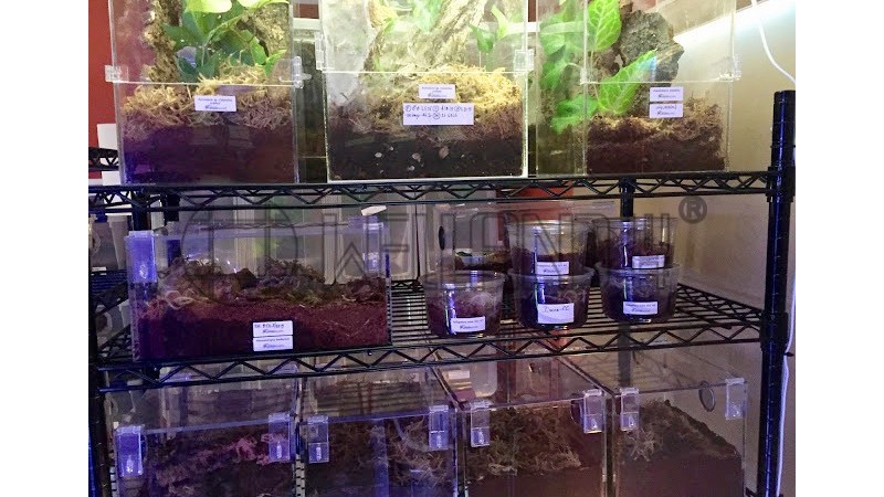 植物養(yǎng)殖架昆蟲(chóng)養(yǎng)殖金屬線網(wǎng)架子